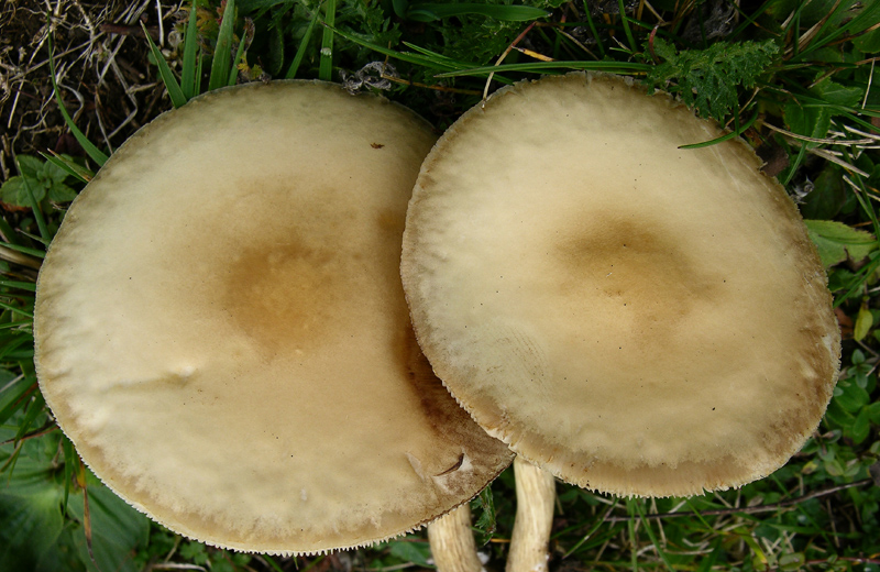 Agrocybe praecox.